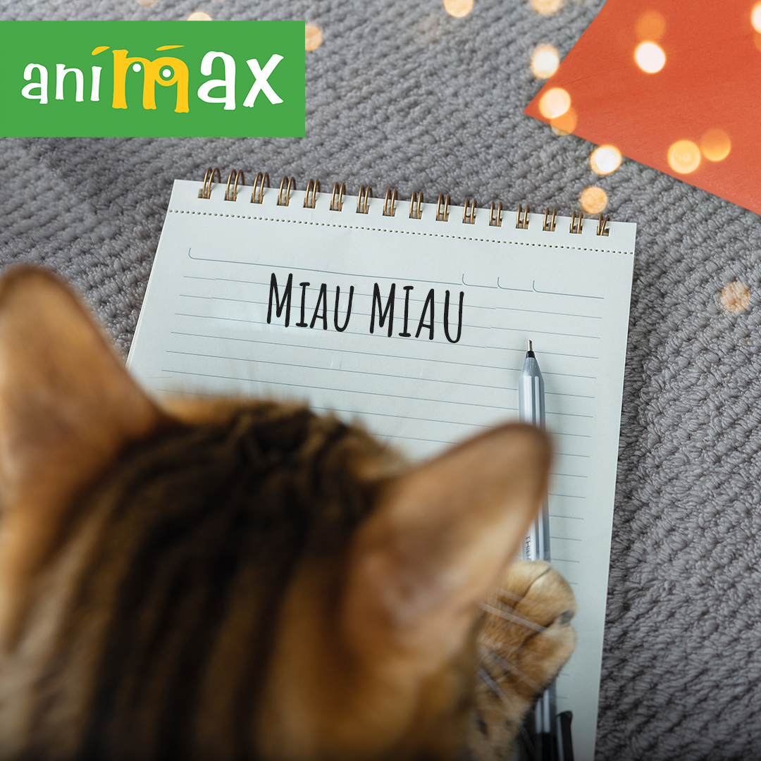 Bengal cat is writing a Christmas letter to Santa Claus.